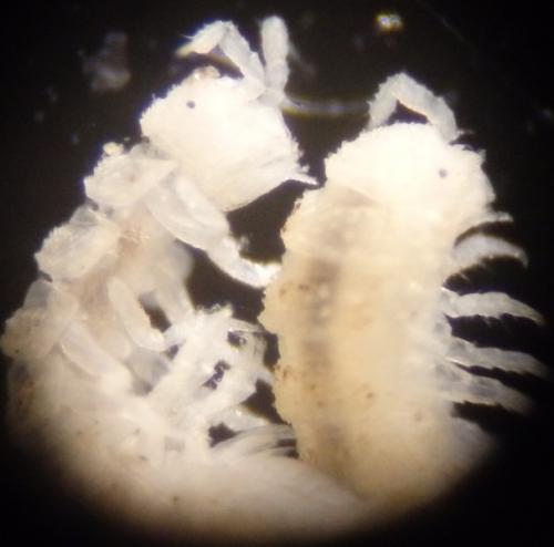 Miktoniscus patiencei